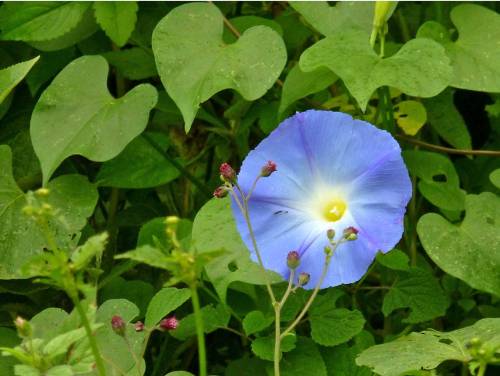 Blue flower surrounded by green leaves