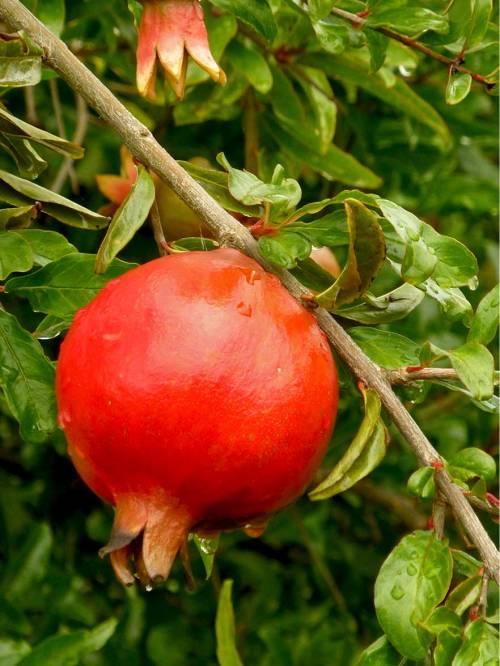 Pomegranate on branch