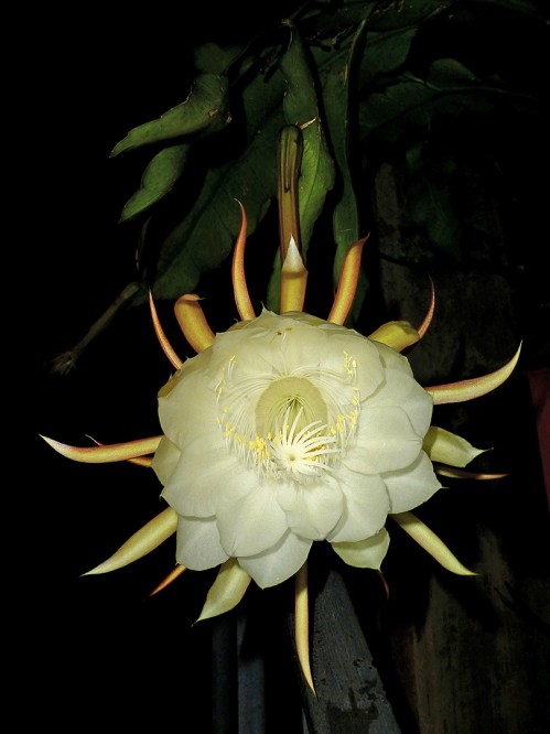 Cereus