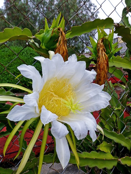Pitaya flower with unripe green fruit in background