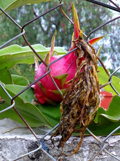 Red ripe Pitaya fruit