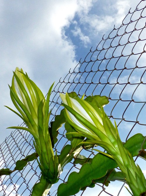 Two Pitaya blossoms