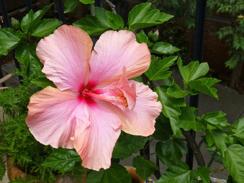 Pink hibiscus flower