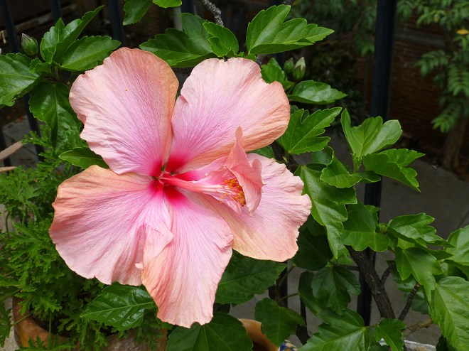 Pink hibiscus flower