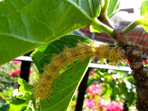 Yellow with red vertical stripes hairy catepillar
