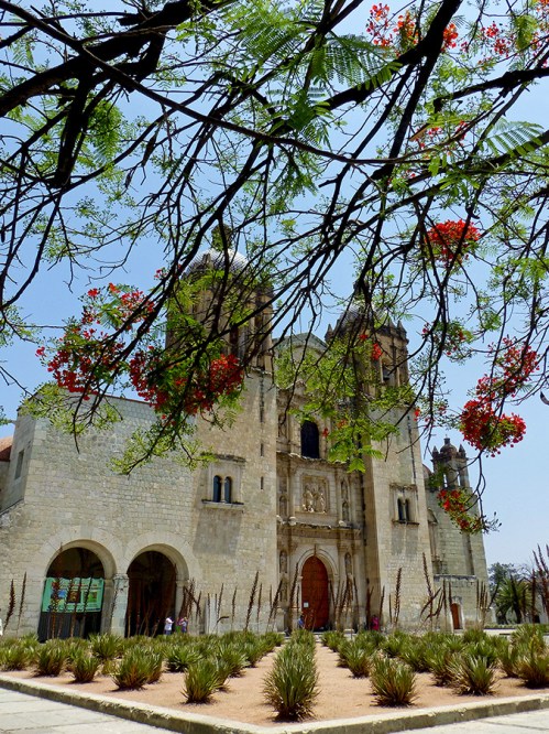 Flamboyant trees, Santo Domingo de Guzmán, and agave