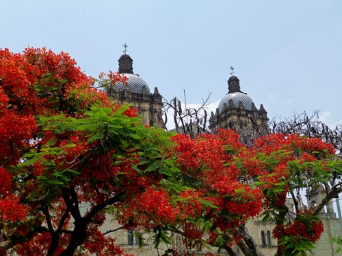 Flamboyant trees and Santo Domingo de Guzmán looking picture perfect.