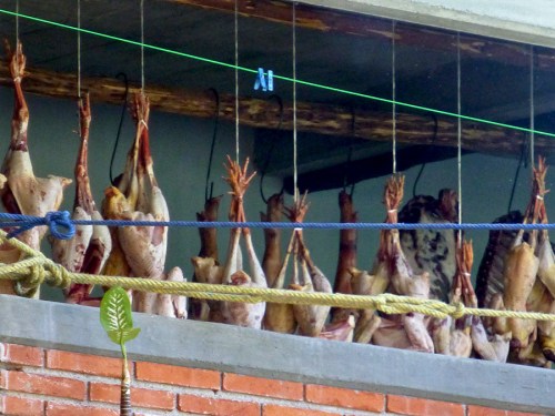 Poultry hanging around, awaiting their turn