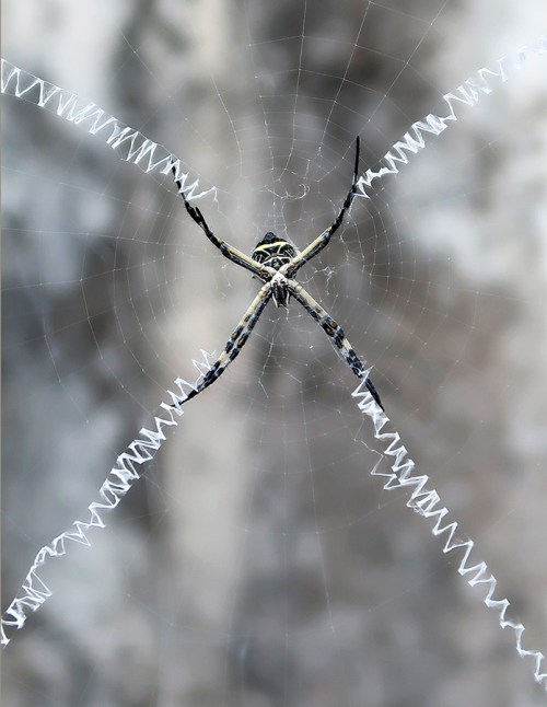 Argiope spider in middle of web with stabilimentum