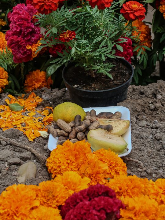 marigolds | View From Casita Colibrí