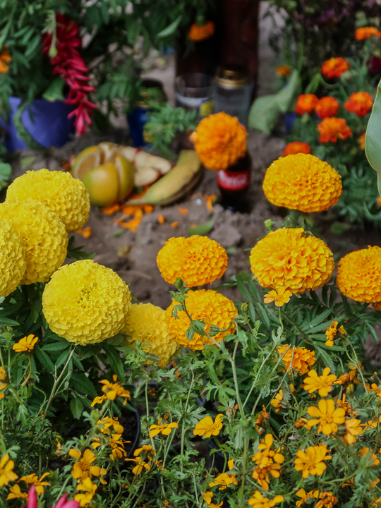 marigolds | View From Casita Colibrí